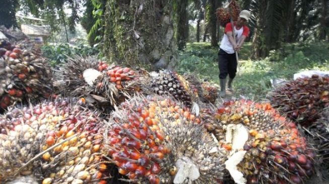 EUDR Peluang atau Ancaman Bagi Petani Sawit Kecil?