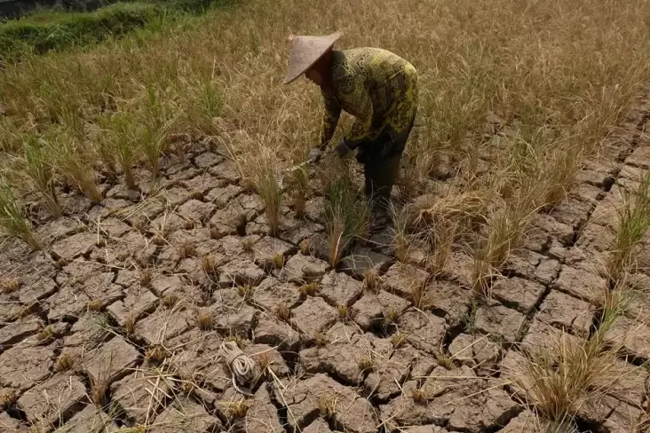 BMKG Prediksi Awal Musim Kemarau 2024 di tempat area Indonesia Mundur