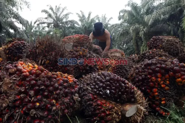 Marak Pabrik Sawit Tanpa Kebun, eksekutif Diminta Bersikap Tegas