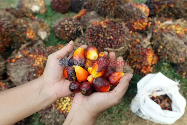 Harga CPO Mei 2024 Ditetapkan USD877,28/MT, Melonjak 2%