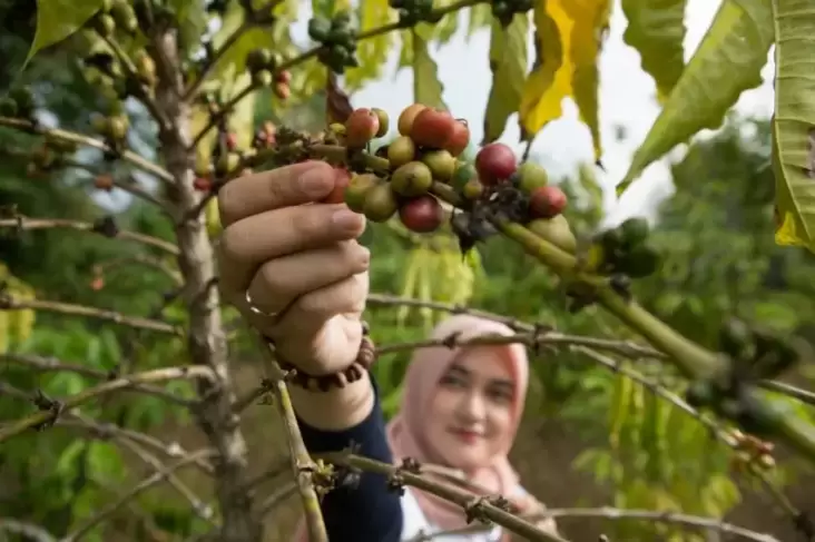 Kadin Dorong Kopi Sumsel Mendunia, Begini Kuncinya