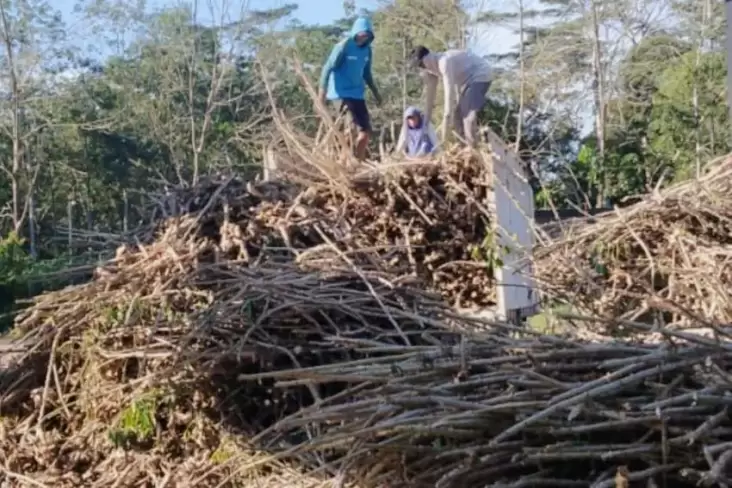 PLN EPI-RAE Teken MoU Pemanfaatan Limbah Perkebunan untuk Biomassa di tempat pada Lampung