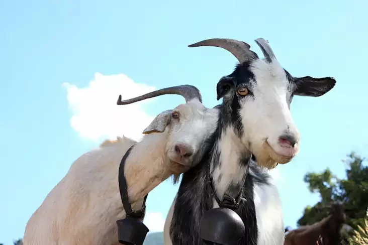 5 Daerah Penghasil Kambing Terbanyak pada Indonesia, Jawa Timur Tempat Pertama