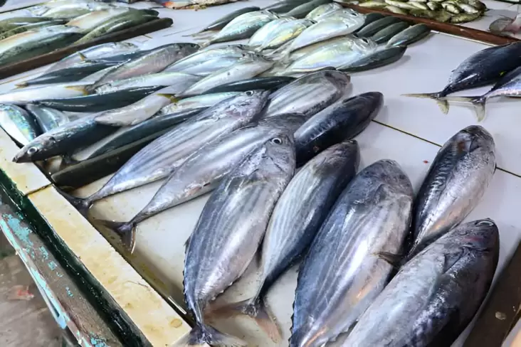 7 Ikan Lokal yang mana yang disebutkan Kandungan Proteinnya Lebih Tinggi dari Salmon
