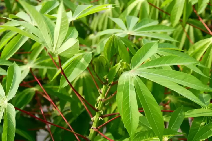 Apakah Mengonsumsi Daun Singkong Berlebihan Menyebabkan Kadar Asam Urat Naik?