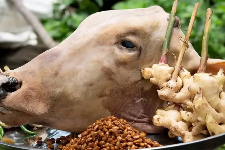 Manfaat Kepala Sapi untuk Kesehatan, Hal ini Nutrisi yang tersebut Dikandungnya