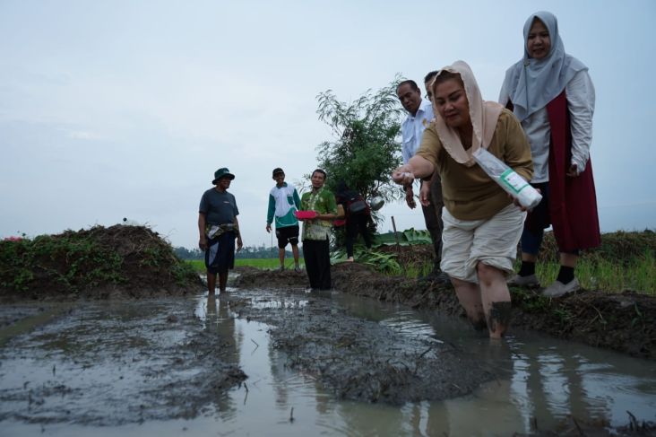 Implementasikan Hasil Riset, Wali Perkotaan Semarang juga BRIN Tanam Padi dalam tempat Lahan Rob